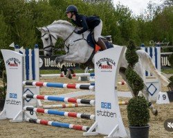 jumper El Blindo (Swedish Warmblood, 2019, from Cellestial)