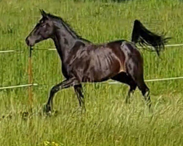 Dressurpferd Sambaluna (Deutsches Sportpferd, 2019, von Samba Hit II)