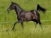 dressage horse Sambaluna (German Sport Horse, 2019, from Samba Hit II)