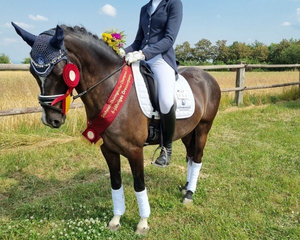 dressage horse Gaviano S (German Riding Pony, 2018, from HET Golden Dream)