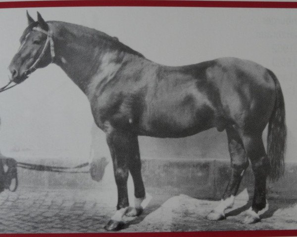 stallion Vasall Mo 1283 (Sachs-door. Heavy Warmbl., 1967, from Ventus Mo 1221)