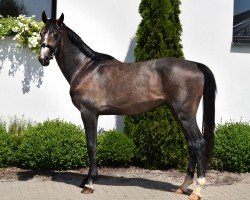 horse Chaccodi (Oldenburger Springpferd, 2022, from Chacoon Blue)
