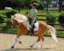 stallion Steinwind (Haflinger, 1996, from Starobin)