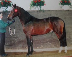 stallion Millionär (Heavy Warmblood, 1997, from Miller)