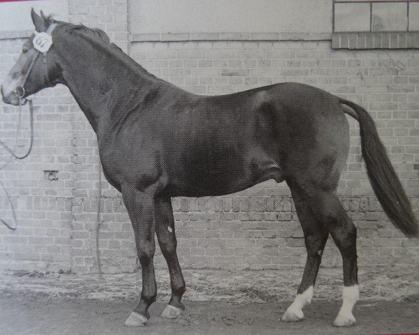 stallion Milano Mo 1296 (Heavy Warmblood, 1968, from Mio xx 1244)