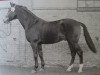 stallion Milano (Heavy Warmblood, 1968, from Mio xx 1244)
