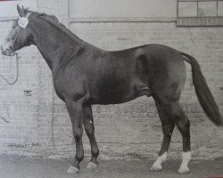 Deckhengst Milano Mo 1296 (Schweres Warmblut, 1968, von Mio xx 1244)