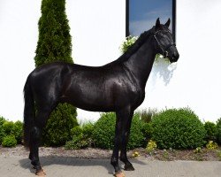 dressage horse Glamses (Oldenburg, 2022, from Glamourdale)