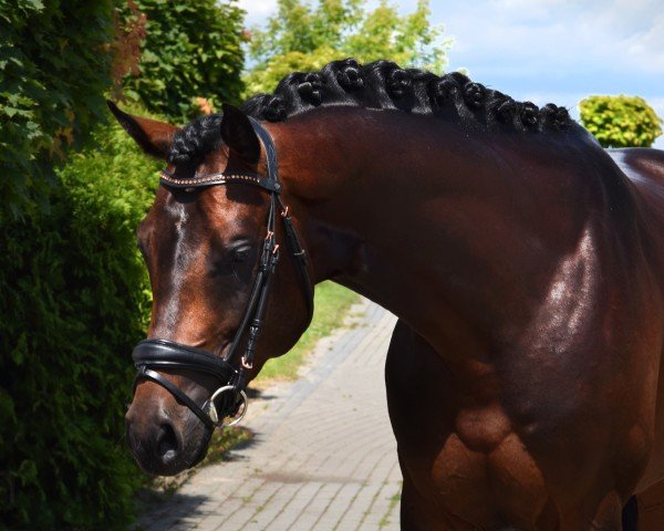 stallion Con Corneto (Oldenburg show jumper, 2020, from Contendro I)