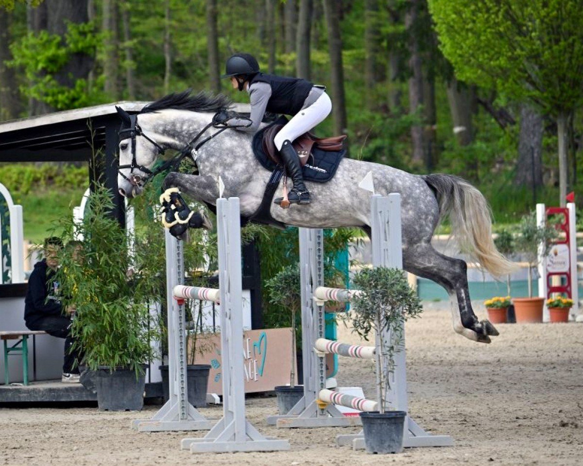 jumper Asset under Management (KWPN (Royal Dutch Sporthorse), 2017, from Chacoon Blue)