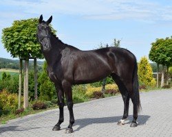 broodmare Ces't Si Bon Lady (Westphalian, 2018, from Secret)