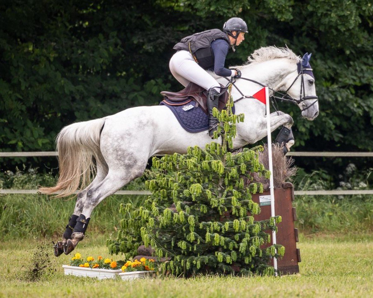 eventing horse Bounce 7 (Westphalian, 2019, from Pr.H. Bingo Boy)
