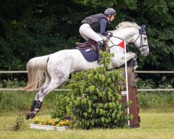 eventing horse Bounce 7 (Westphalian, 2019, from Pr.H. Bingo Boy)