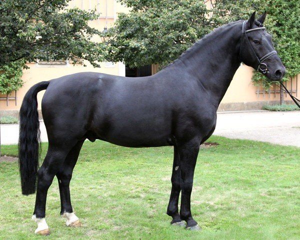 stallion Lomitas (Sachs-door. Heavy Warmbl., 2009, from Lombard 195)