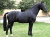 stallion Lomitas (Sachs-door. Heavy Warmbl., 2009, from Lombard 195)