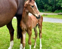 foal by Hengst von Forte per me (Oldenburg, 2024, from Forte Per Me)