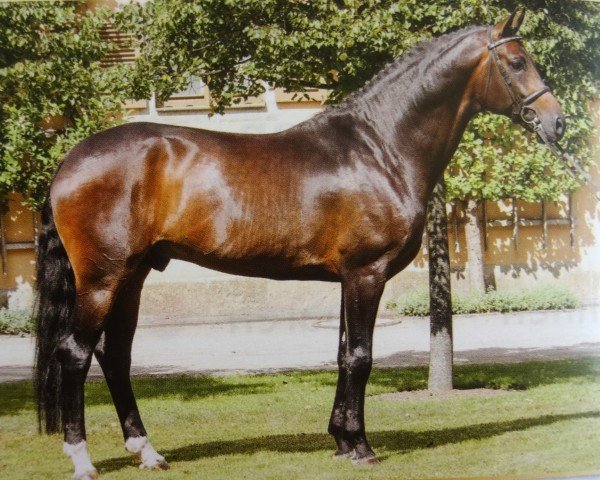 stallion Fürstenstern 3 (Hanoverian, 2009, from Fürst Romancier)