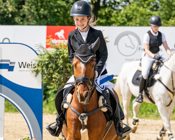 Dressurpferd D'Agostini (Deutsches Reitpony, 2012, von Dimension AT NRW)