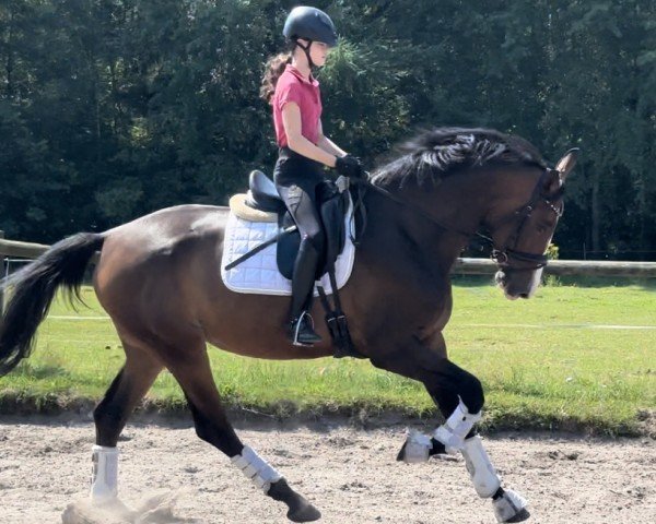 dressage horse Dua Lipa 20 (Hanoverian, 2020, from Da Costa)