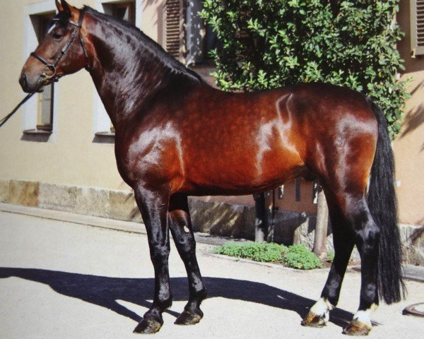 stallion Veltiner (Sachs-door. Heavy Warmbl., 2008, from Veltin 4)