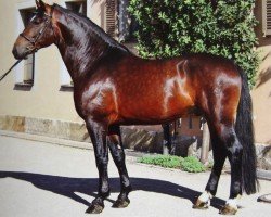 stallion Veltiner (Sachs-door. Heavy Warmbl., 2008, from Veltin 4)