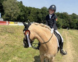 dressage horse Golden Sunlight (German Riding Pony, 2007)