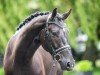 dressage horse From Dusk till Dawn 5 (German Sport Horse, 2017, from Feriado)