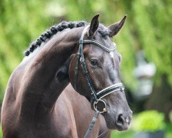 dressage horse From Dusk till Dawn 5 (German Sport Horse, 2017, from Feriado)