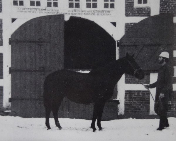 broodmare Meerroeschen (Hanoverian, 1960, from Marcio xx)