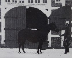 broodmare Meerroeschen (Hanoverian, 1960, from Marcio xx)