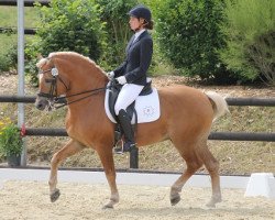 stallion Attila (Haflinger, 1996, from liz. 150/T Alpenstein)