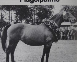 broodmare Fluegelpalme (Hanoverian, 1947, from Fluegeladjutant)