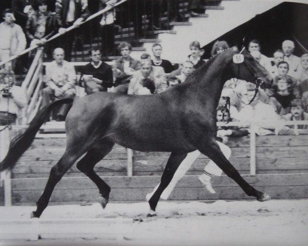 broodmare Arabella (Hanoverian, 1979, from Argentan I)