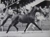 broodmare Arabella (Hanoverian, 1979, from Argentan I)