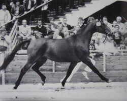 broodmare Arabella (Hanoverian, 1979, from Argentan I)