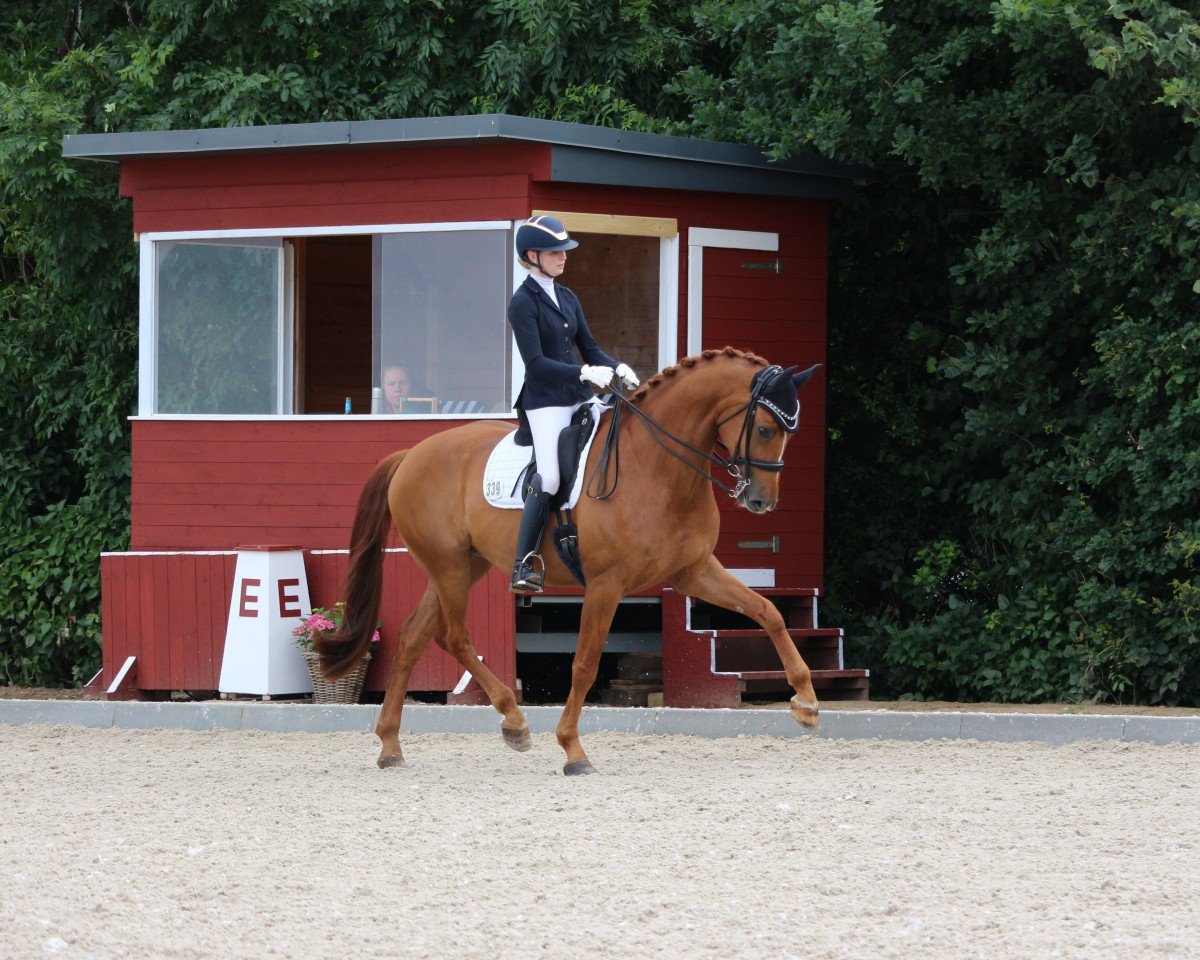 Dressurpferd Dimaggino 2 (Deutsches Sportpferd, 2016, von Dimaggio)