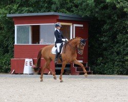 dressage horse Dimaggino 2 (German Sport Horse, 2016, from Dimaggio)