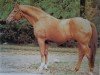 stallion Werther (Hanoverian, 1973, from Wendekreis)