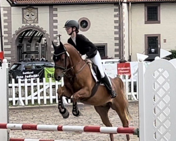 dressage horse Paul Panther 7 (German Riding Pony, 2015, from Coelenhage's Purple Rain)