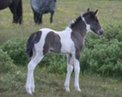 broodmare Finney frá Öddhóli (Iceland Horse, 2012, from Álfarinn frá Syðri-Gegnishólum)