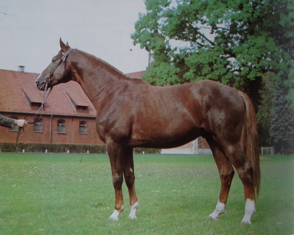 Deckhengst Trapper (Hannoveraner, 1973, von Traugott)