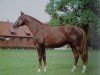 stallion Trapper (Hanoverian, 1973, from Traugott)