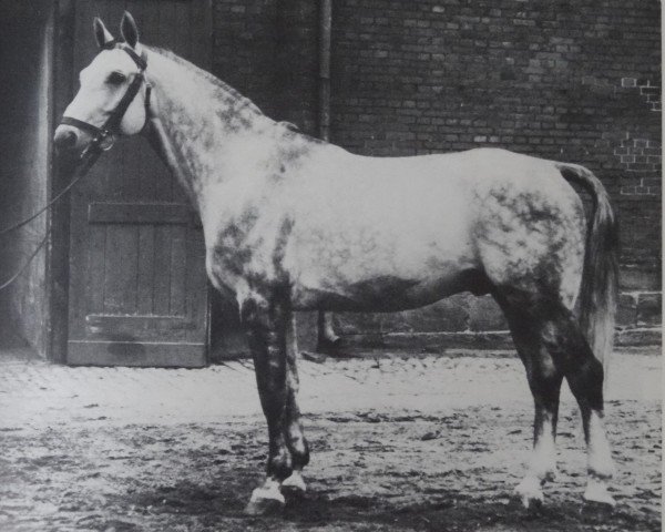 stallion Gotthard (Hanoverian, 1949, from Goldfisch II)
