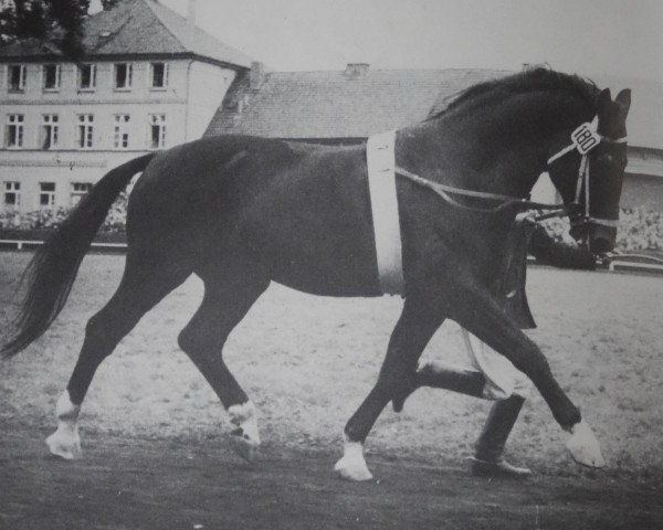 stallion Ferdinand (Hanoverian, 1941, from Ferrara)