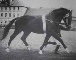 stallion Ferdinand (Hanoverian, 1941, from Ferrara)