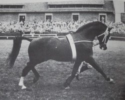 stallion Duellant 3586 (Hanoverian, 1943, from Dolman)