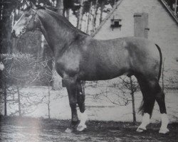 stallion Duft II (Hanoverian, 1958, from Duellant 3586)