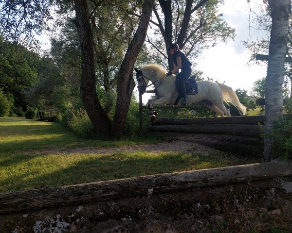 jumper Melody Harry (Connemara Pony, 2015, from I Love You Melody)