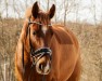 dressage horse Bon Coeur 9 (German Sport Horse, 2019, from Borsalino)