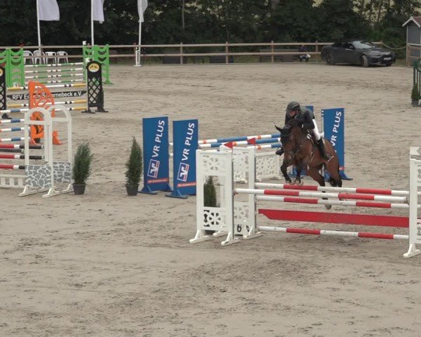 Reitturnier Scharnebeck 2024